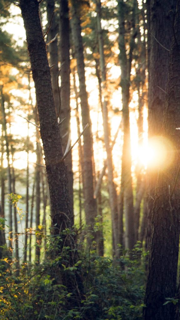 Teaserbild Wald